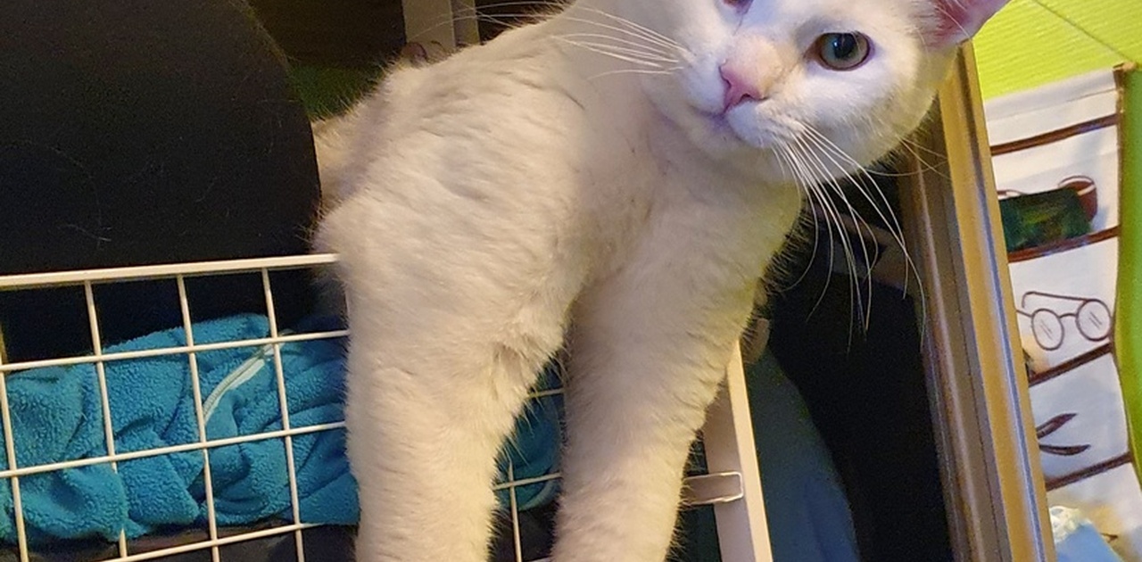 Husets Hersker, Stian Julius (3).